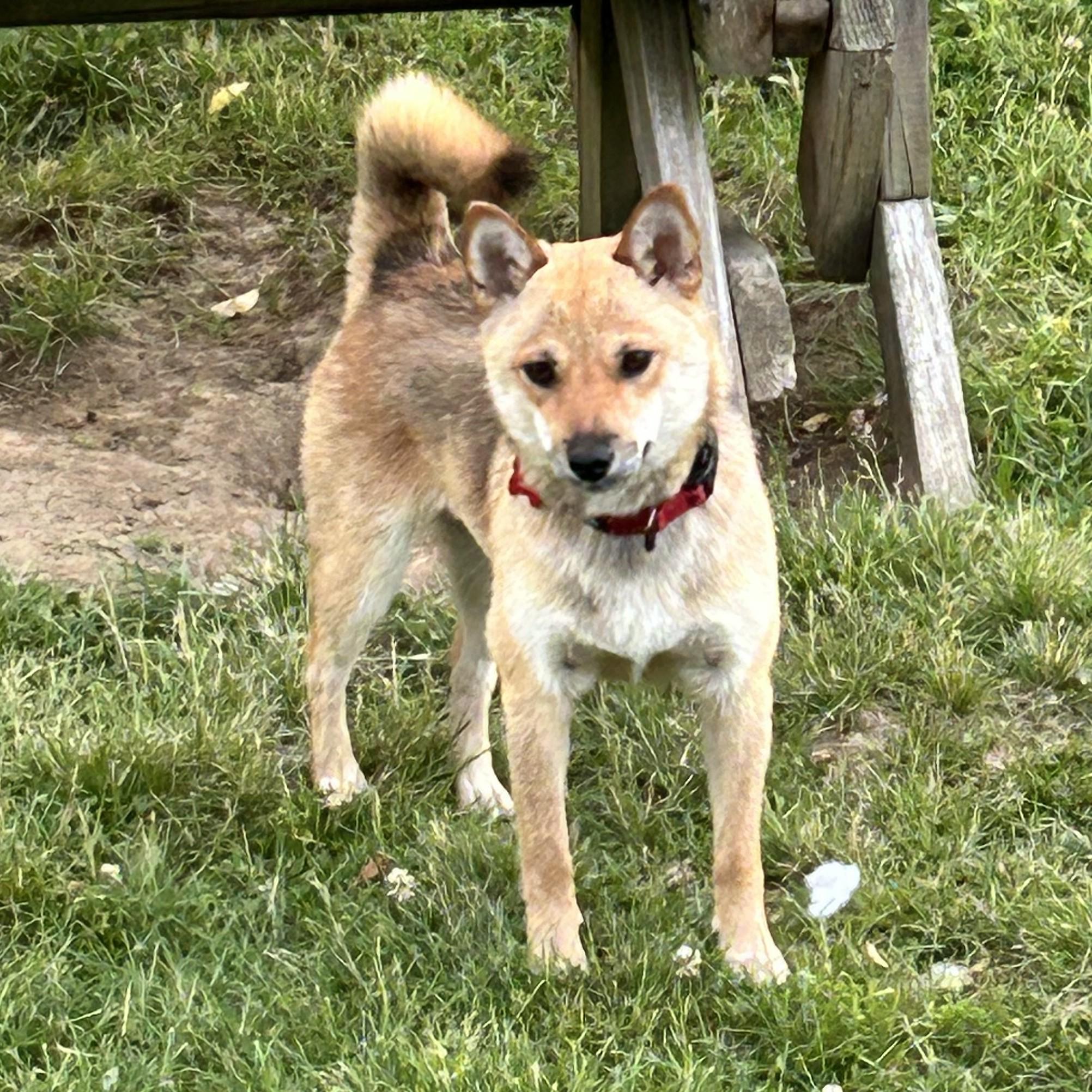 Enlarge Tortellini, a ADOPTABLE mixed breed in Chicago, IL image 4/6