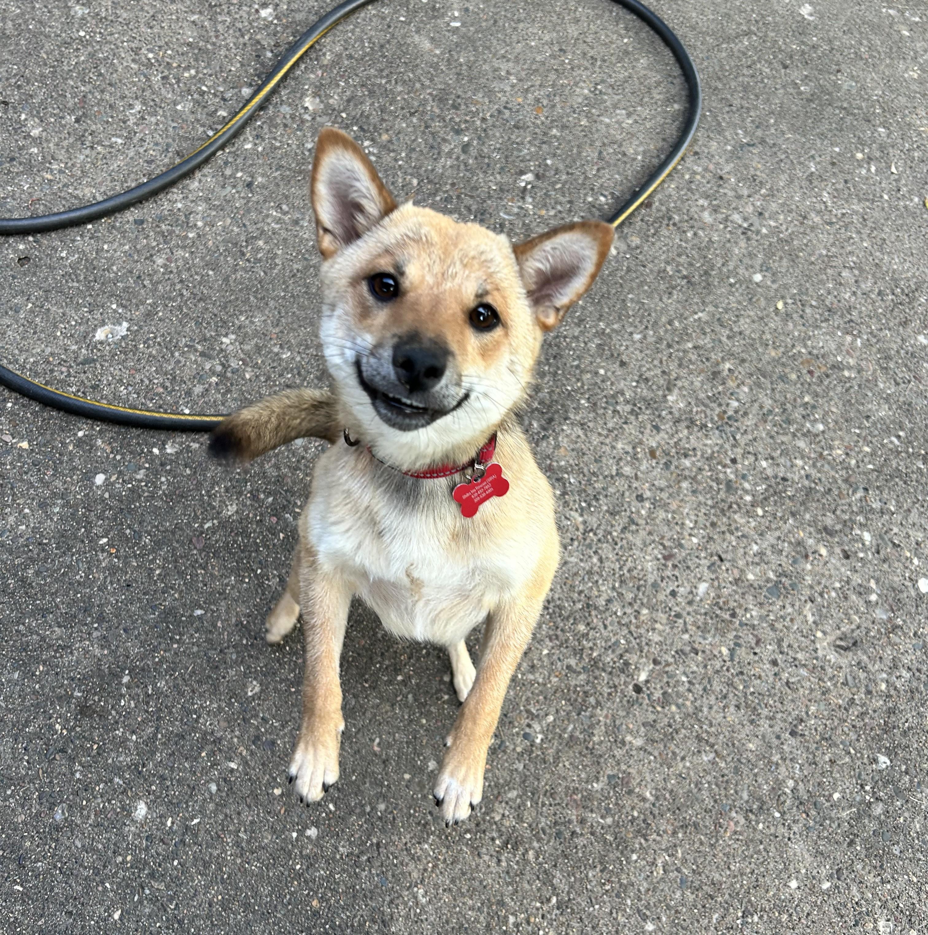 Enlarge Tortellini, a ADOPTABLE mixed breed in Chicago, IL image 6/6