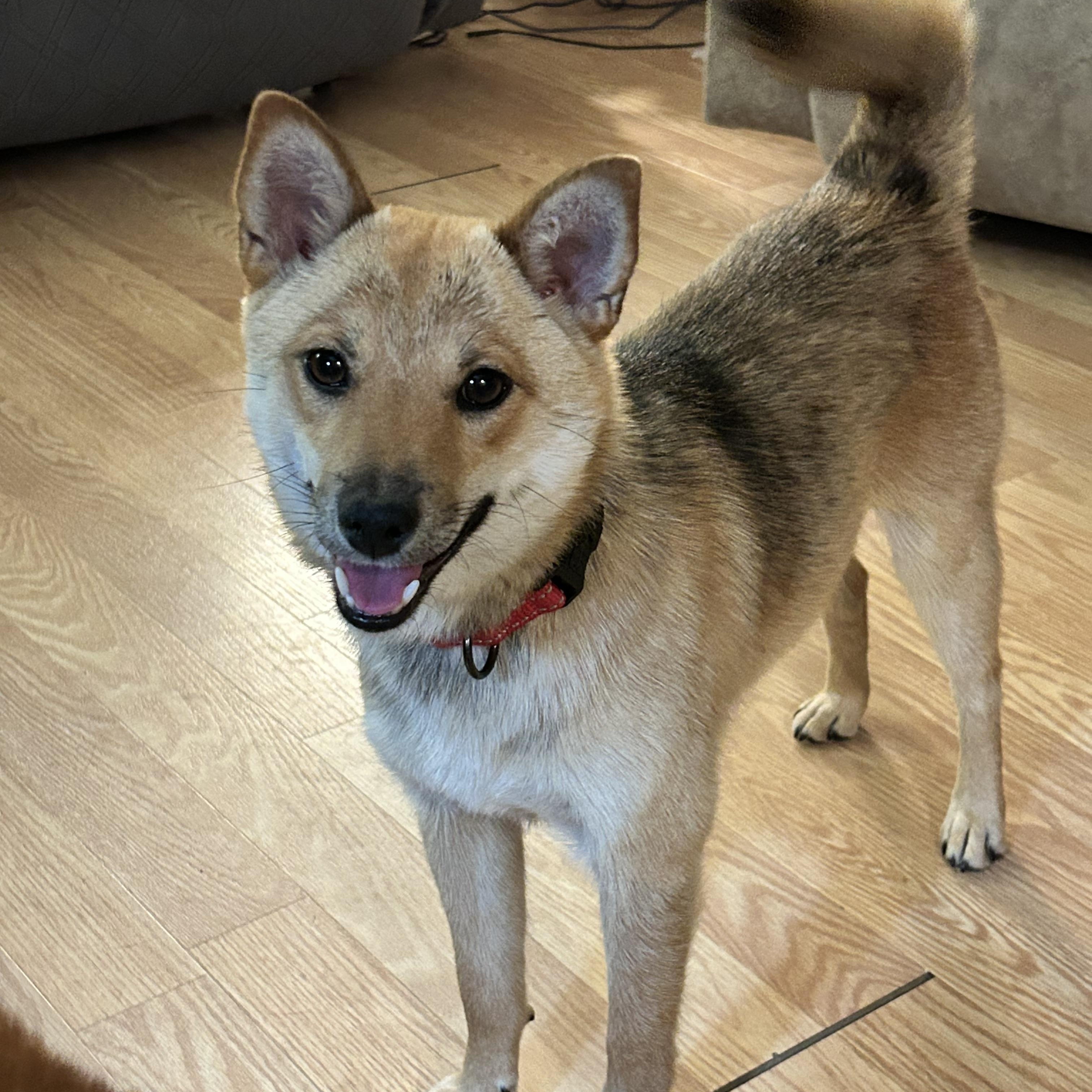 Tortellini, ADOPTABLE, Puppy Female Shiba Inu & Australian Cattle Dog / Blue Heeler.