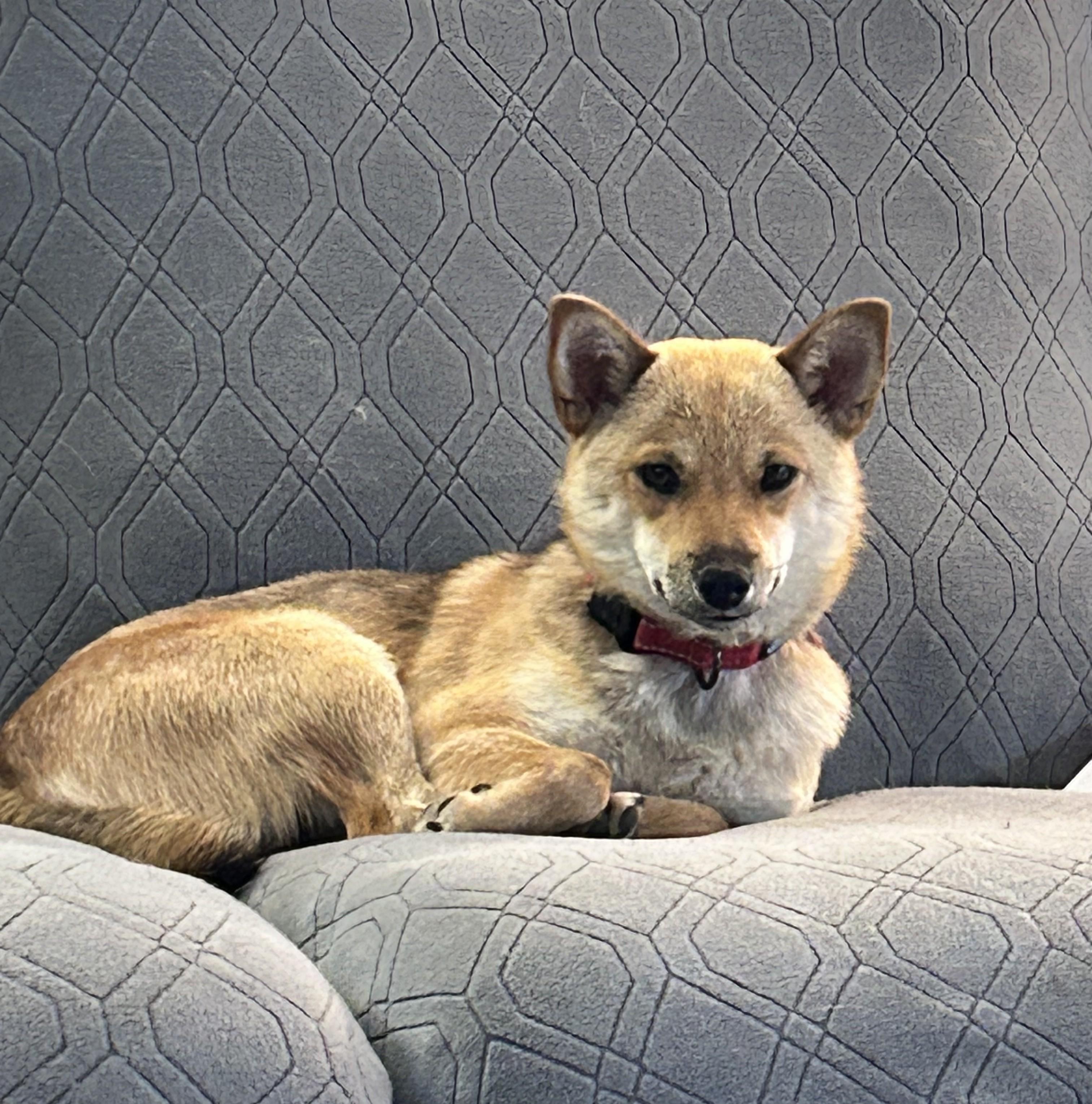 Enlarge Tortellini, a ADOPTABLE mixed breed in Chicago, IL image 2/6