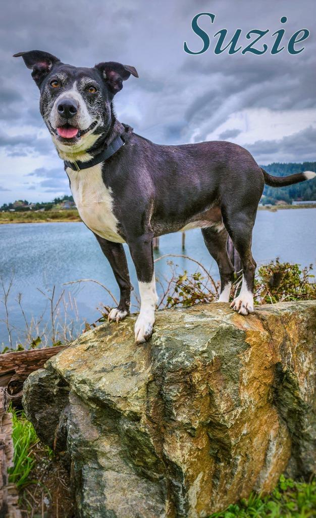 Suzie, Adoptable, Adult Female Black Labrador Retriever & Border Collie.