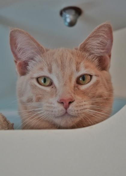 Bargain 57979, a Adoptable Domestic Short Hair in Aiken, SC image 1/2