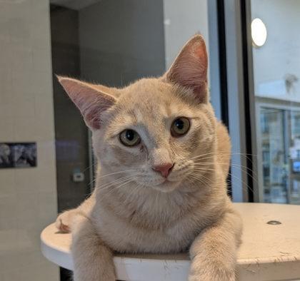 Bargain 57979, Adoptable, Young Male Domestic Short Hair & Domestic Short Hair.