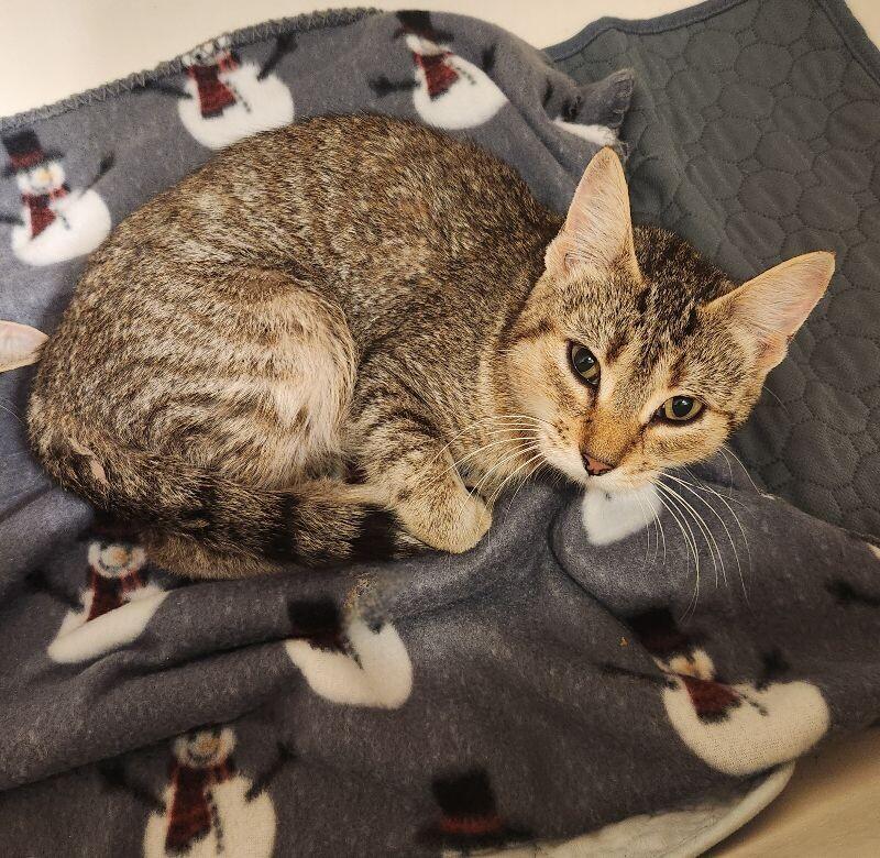 Porsche, a Adoptable Domestic Short Hair in Grand Rapids, MI image 1/5