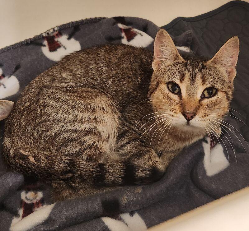 Porsche, a Adoptable Domestic Short Hair in Grand Rapids, MI image 2/5