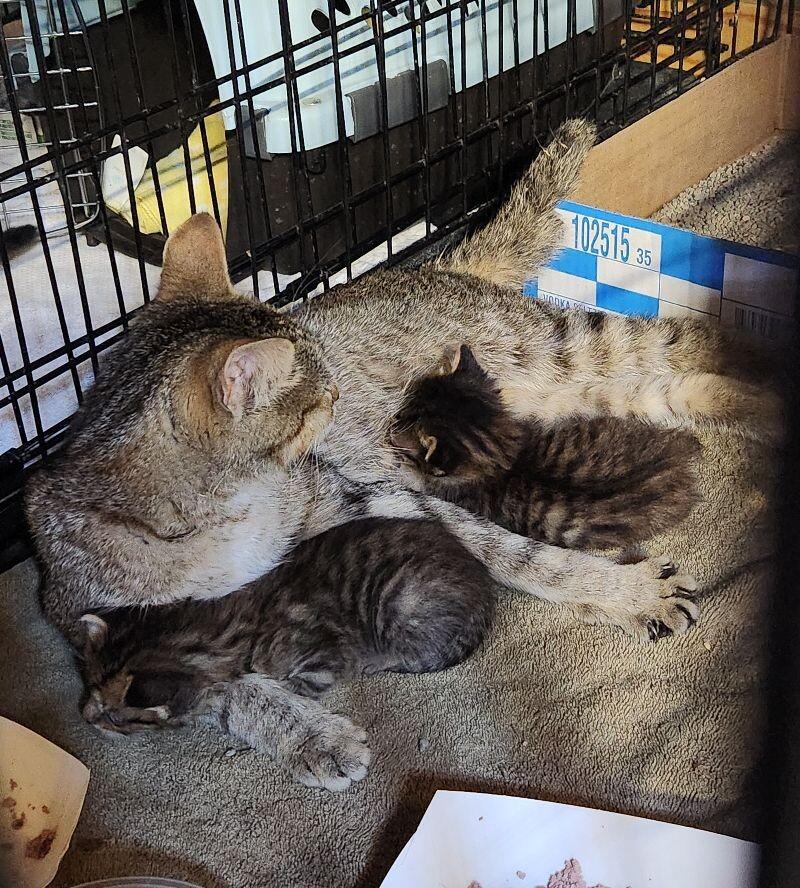 Porsche, a Adoptable Domestic Short Hair in Grand Rapids, MI image 3/5