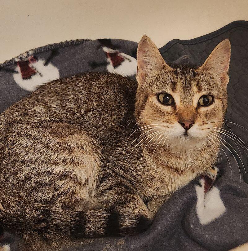 Porsche, a Adoptable Domestic Short Hair in Grand Rapids, MI image 4/5