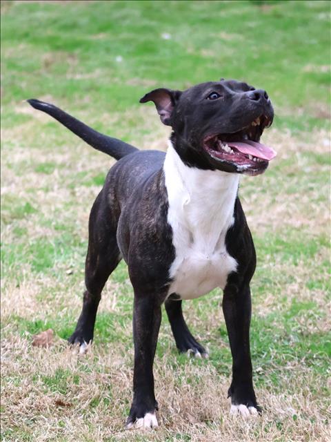 RAVEN, Adoptable, Young Female Pit Bull Terrier & Mixed Breed.