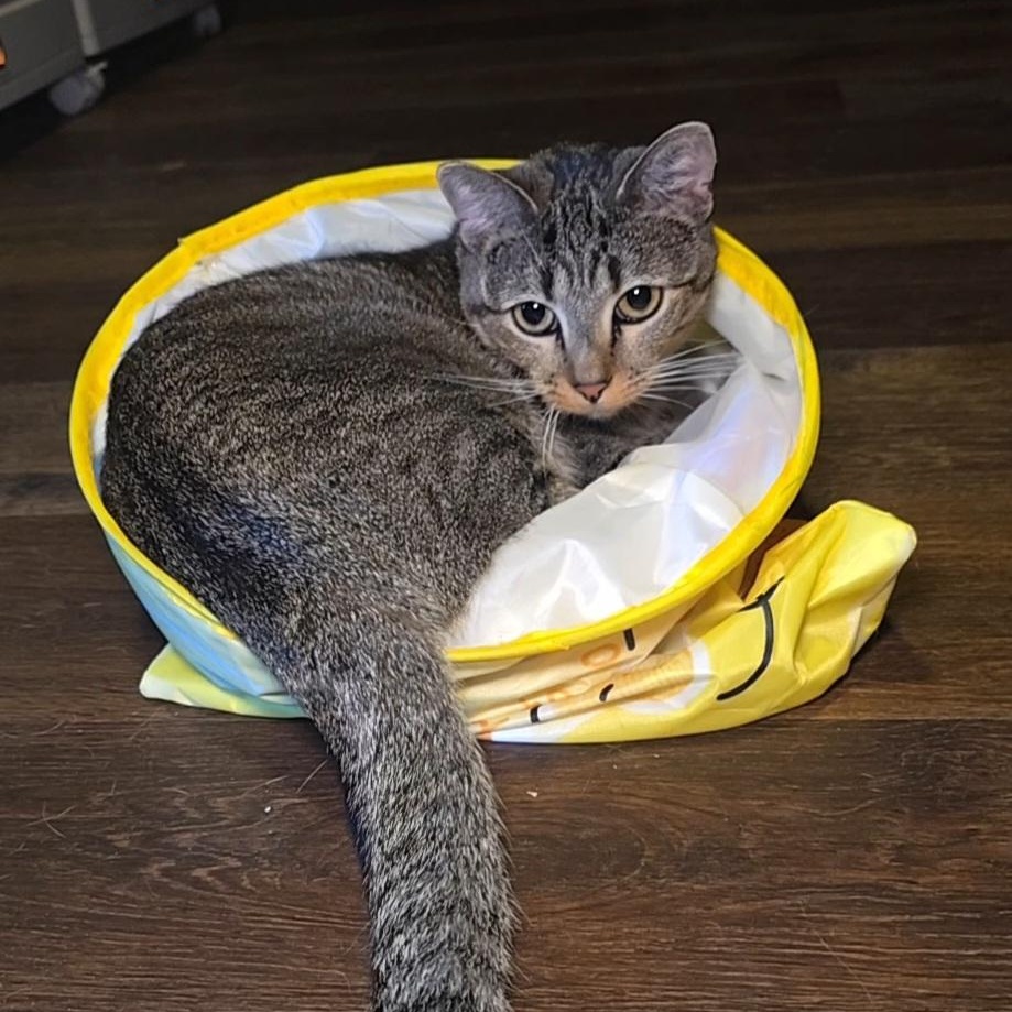 MISSY, ADOPTABLE, Adult Female Tabby & Domestic Short Hair.