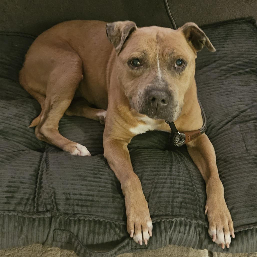 Enlarge Nina (In Foster), a Adoptable Pit Bull Terrier in Vineland, NJ image 1/2