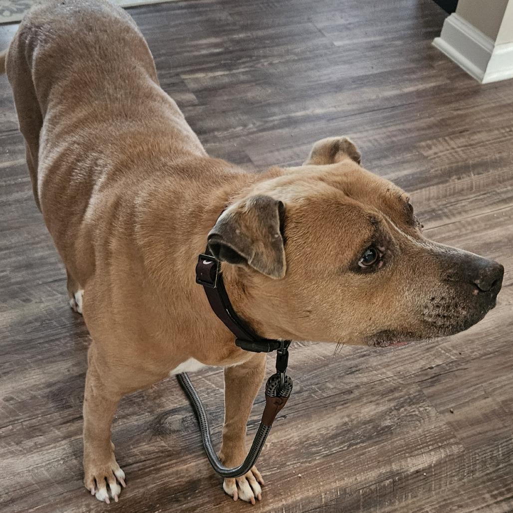 Enlarge Nina (In Foster), a Adoptable Pit Bull Terrier in Vineland, NJ image 2/2