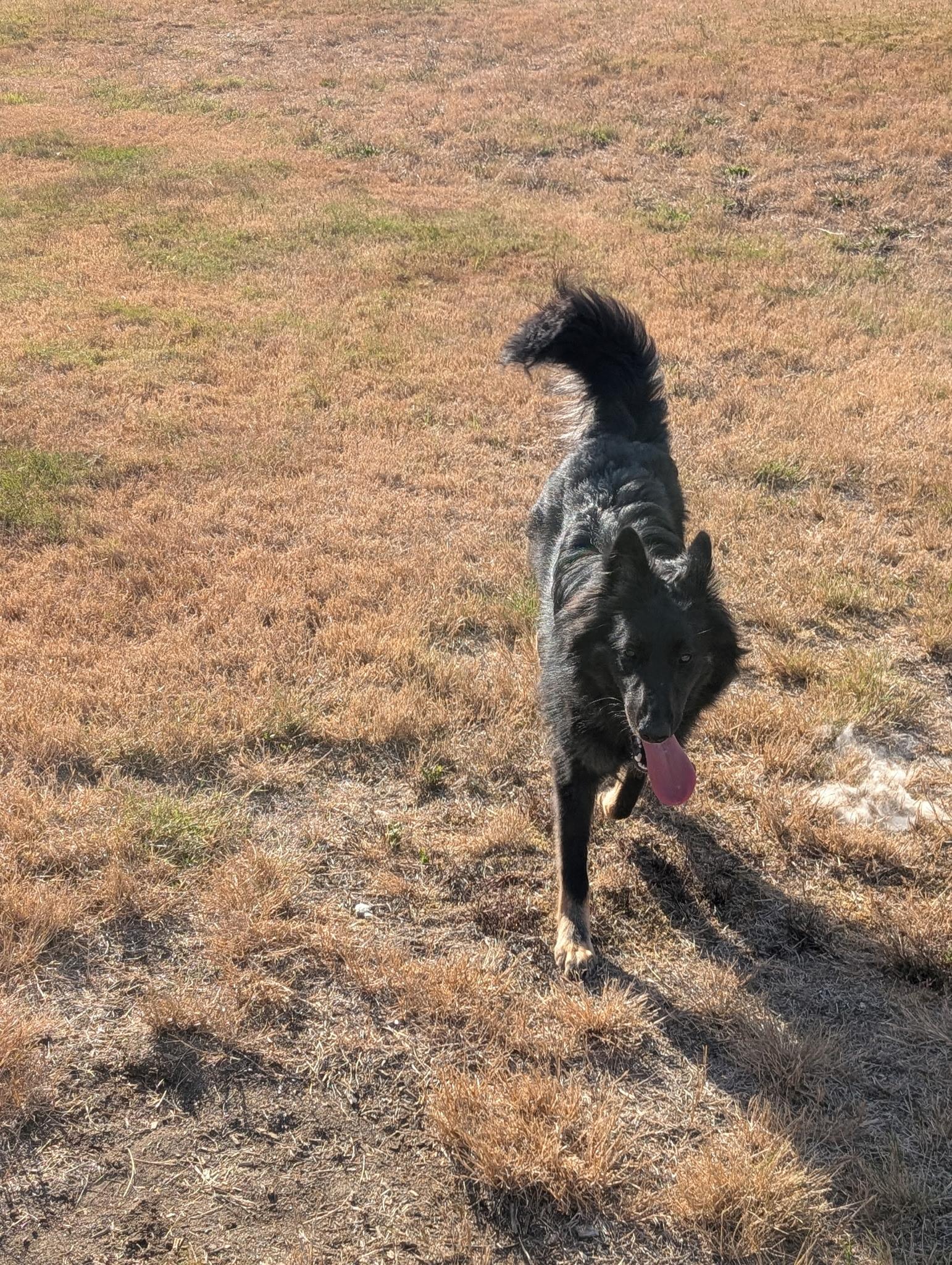 Enlarge Rosie, a Adoptable Belgian Shepherd / Sheepdog in Sammamish, WA image 2/5