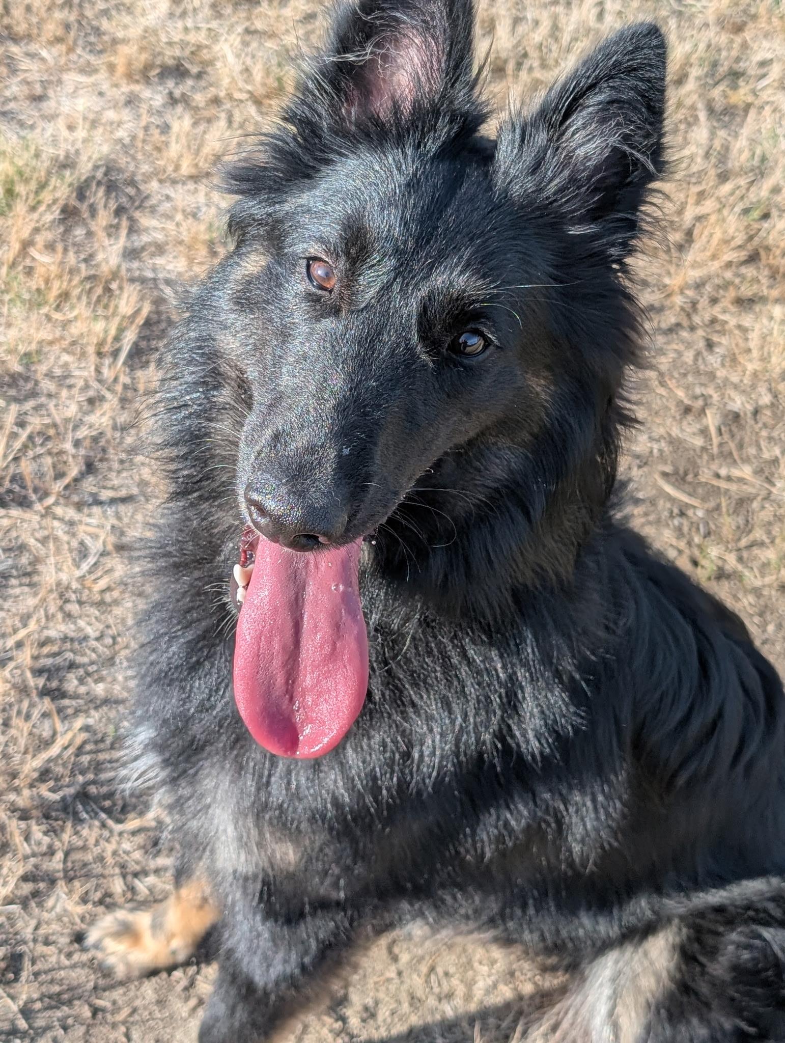 Enlarge Rosie, a Adoptable Belgian Shepherd / Sheepdog in Sammamish, WA image 4/5