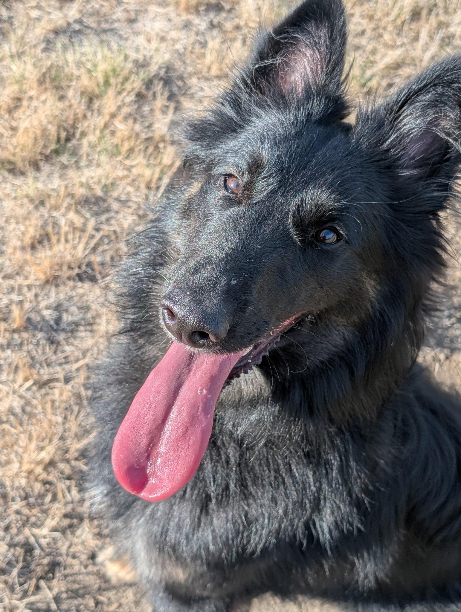 Enlarge Rosie, a Adoptable Belgian Shepherd / Sheepdog in Sammamish, WA image 1/5