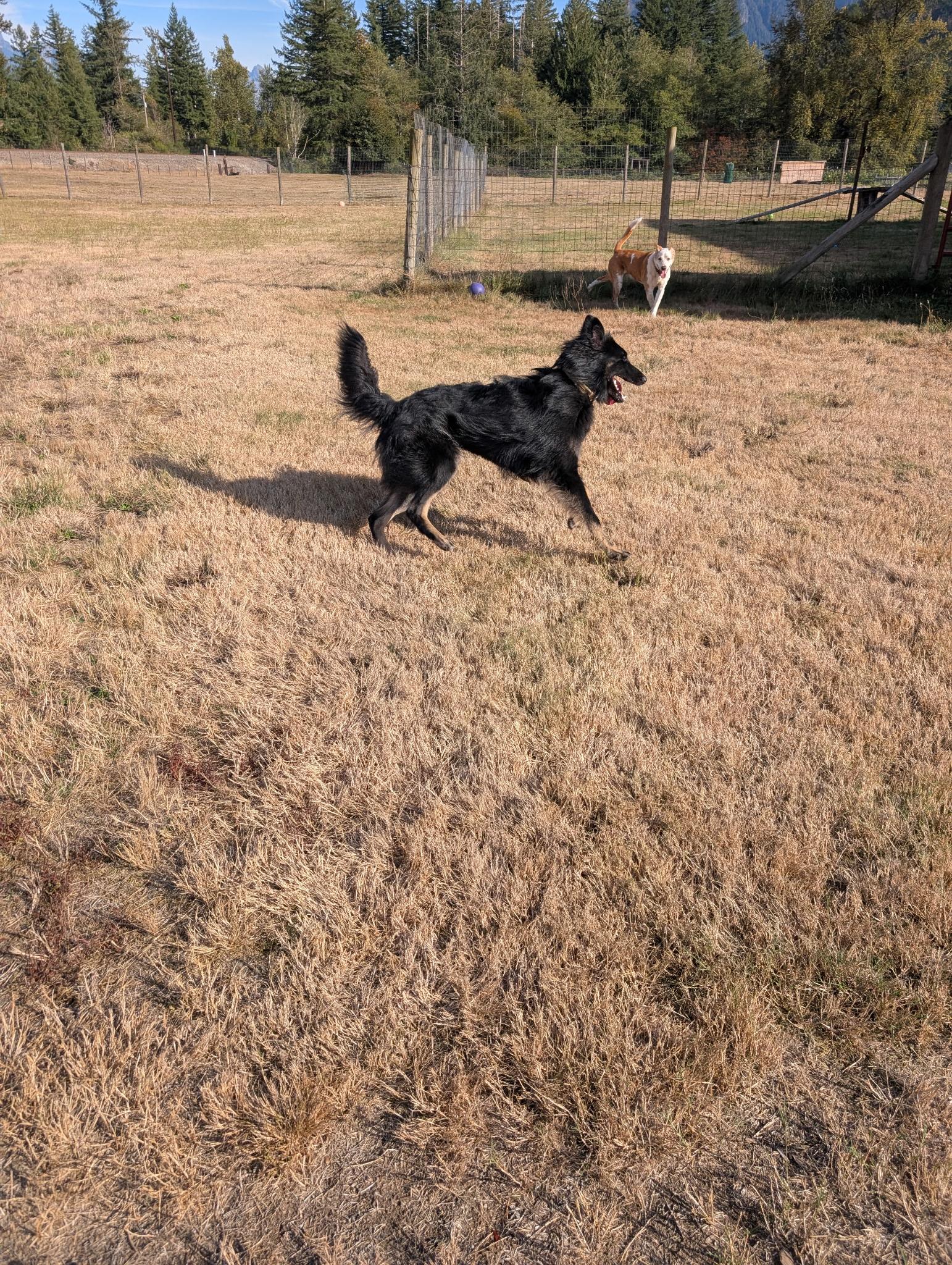 Enlarge Rosie, a Adoptable Belgian Shepherd / Sheepdog in Sammamish, WA image 5/5