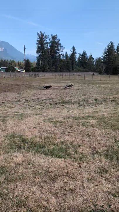 Enlarge Rosie, a Adoptable Belgian Shepherd / Sheepdog in Sammamish, WA video 3/5