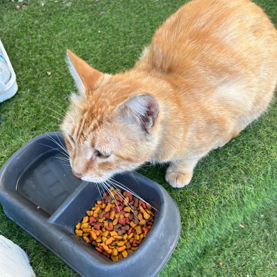 Heathcliff — thumbnail 2