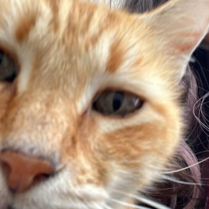 Heathcliff — thumbnail 4