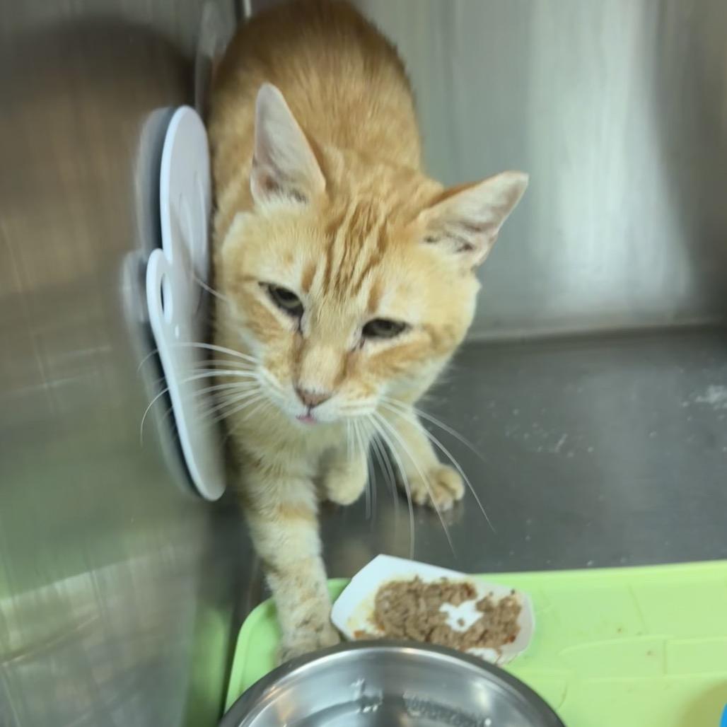 Heathcliff — thumbnail 5