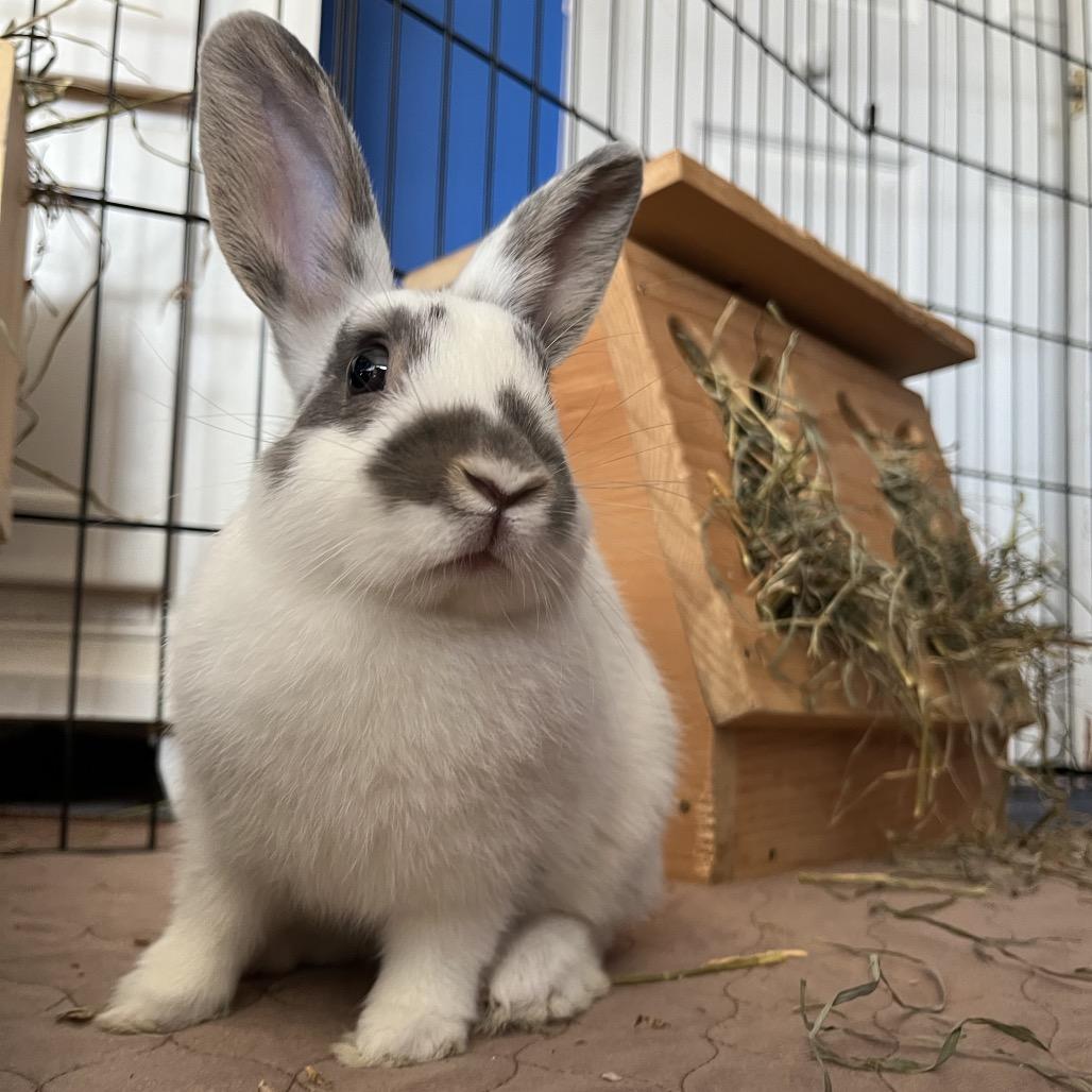Pinwheel, Adoptable, Young Female Bunny Rabbit.