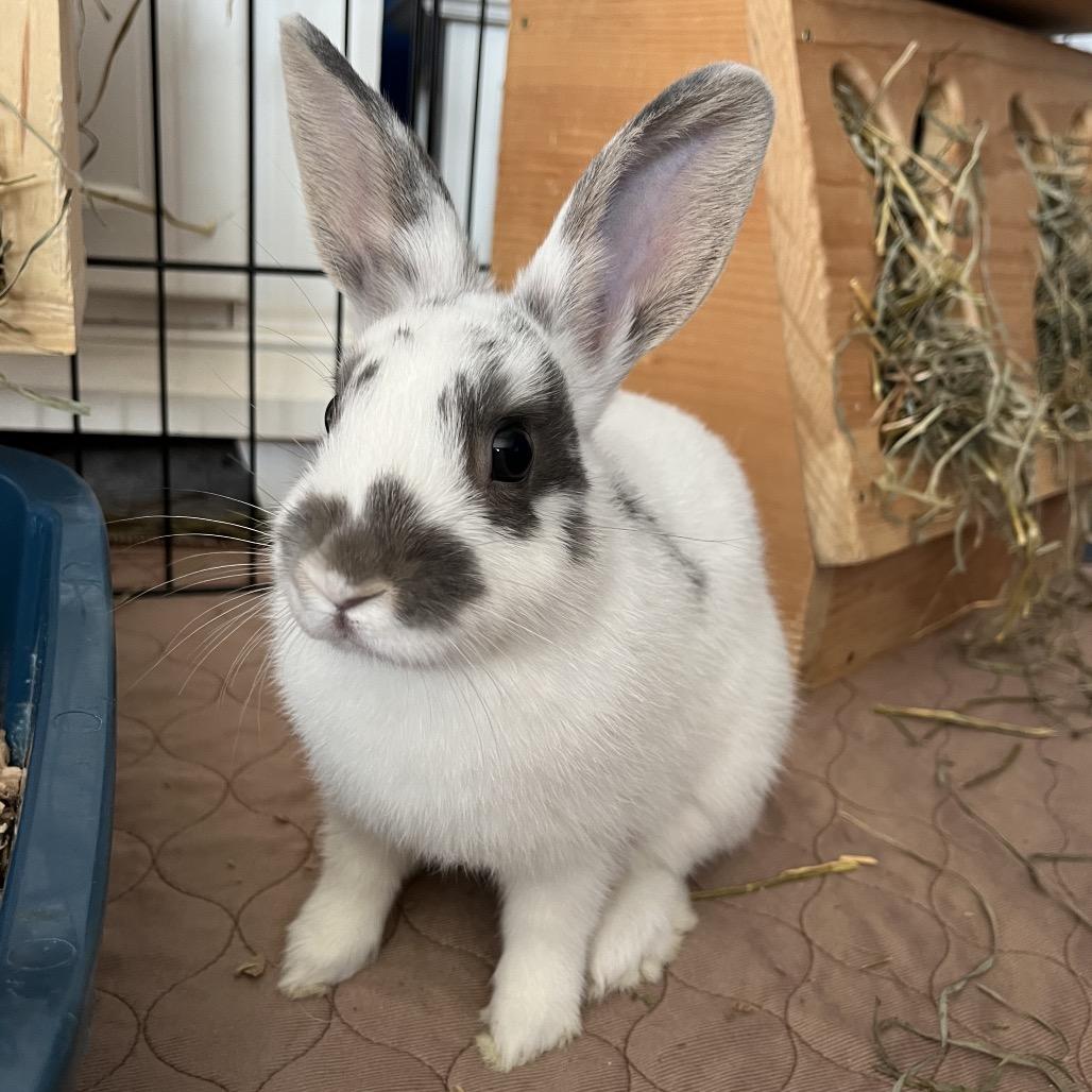 Pinwheel, a Adoptable Bunny Rabbit in Newport, PA image 2/3