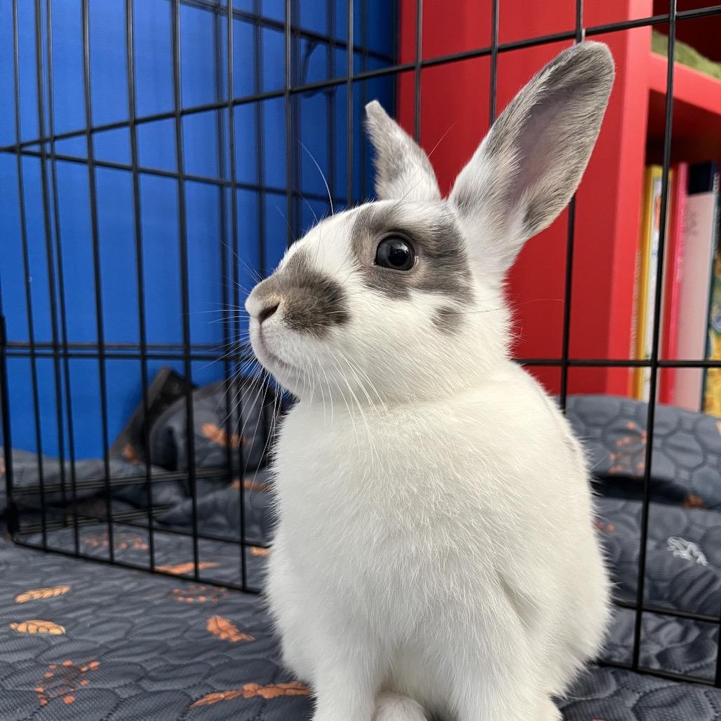 Pinwheel, a Adoptable Bunny Rabbit in Newport, PA image 3/3