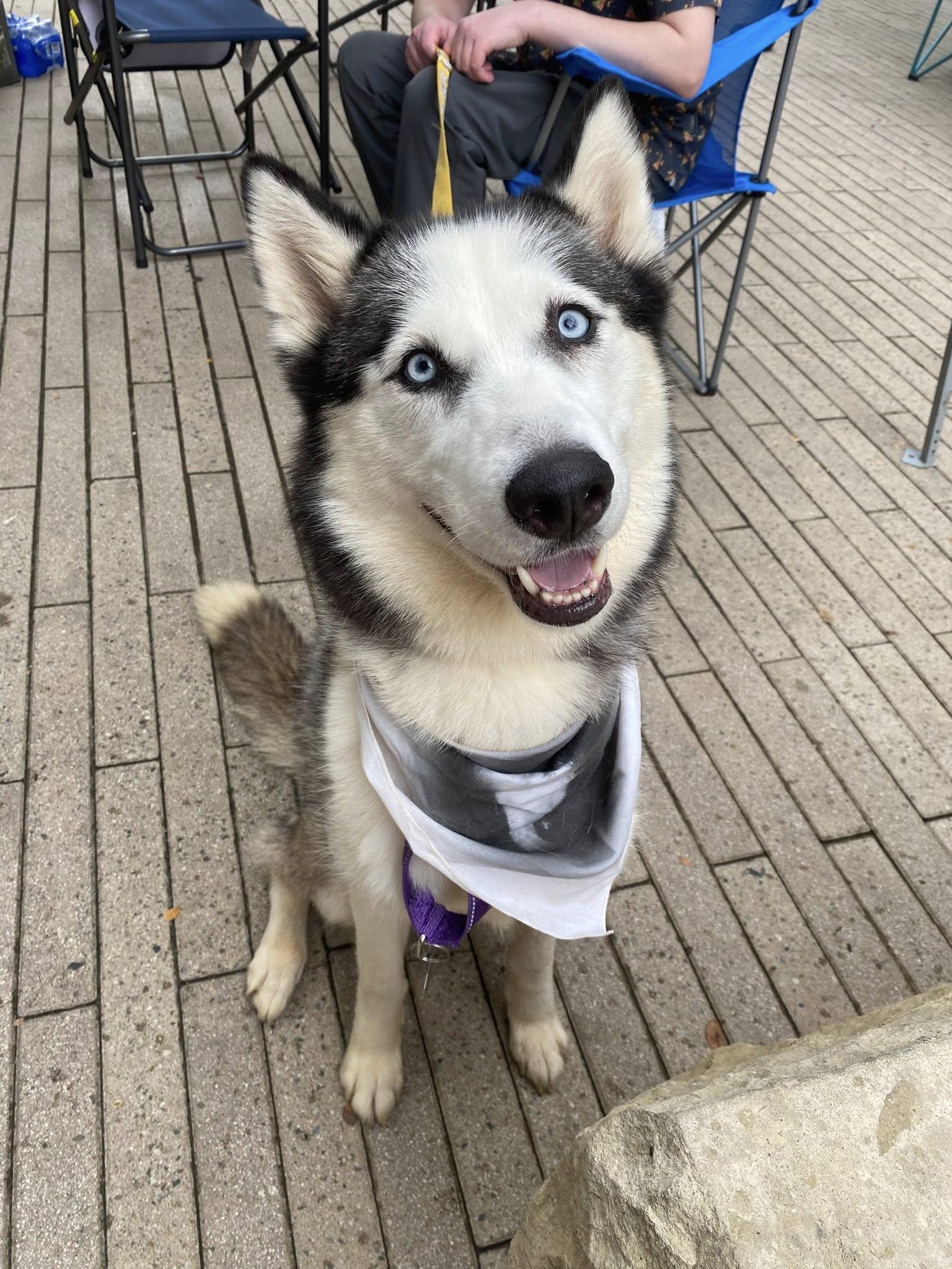 Enlarge Jordyn, a Adopted Siberian Husky in Carrollton, TX image 2/2