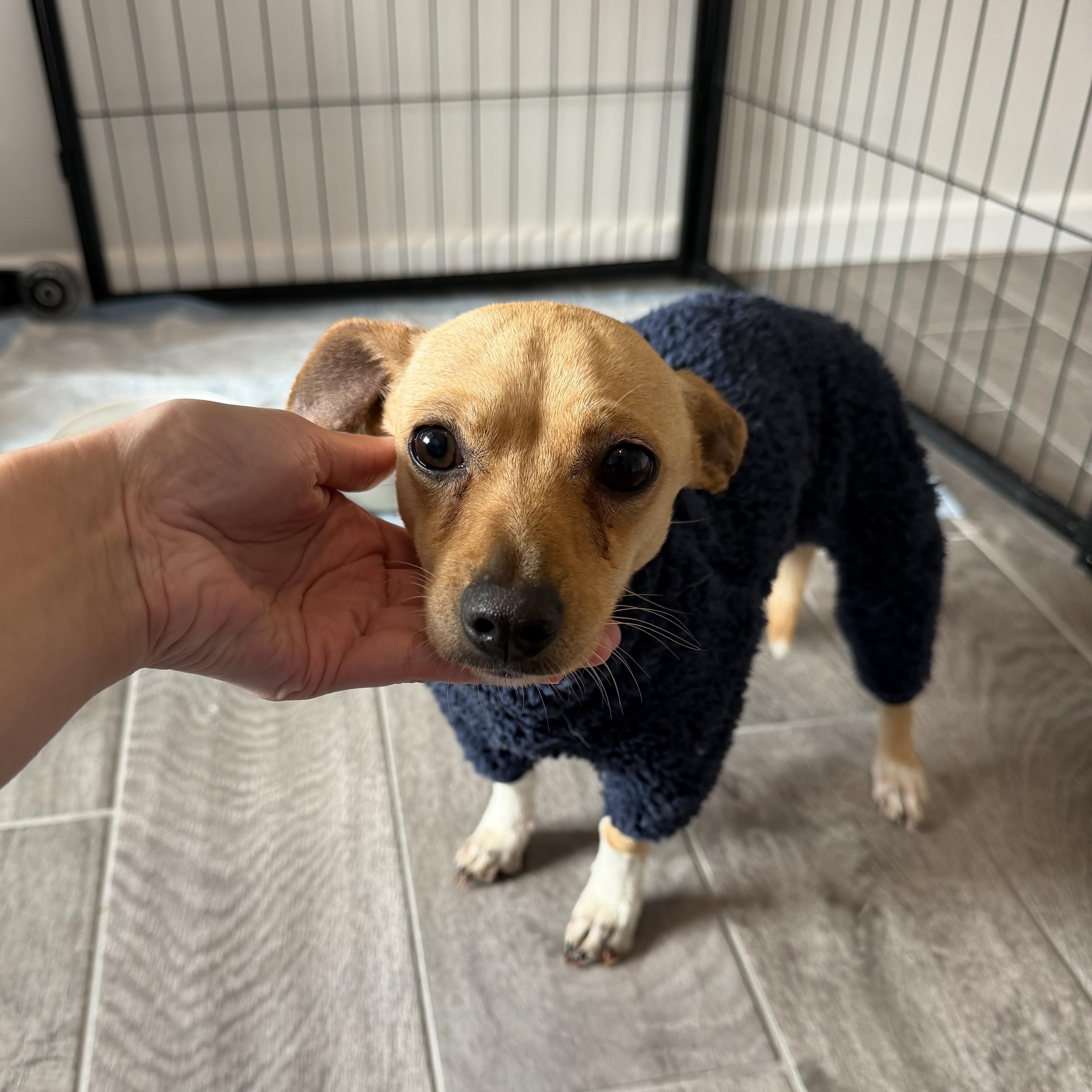 Enlarge Biscuit boy, an adopted mixed breed in Pittsburgh, PA image 2/5