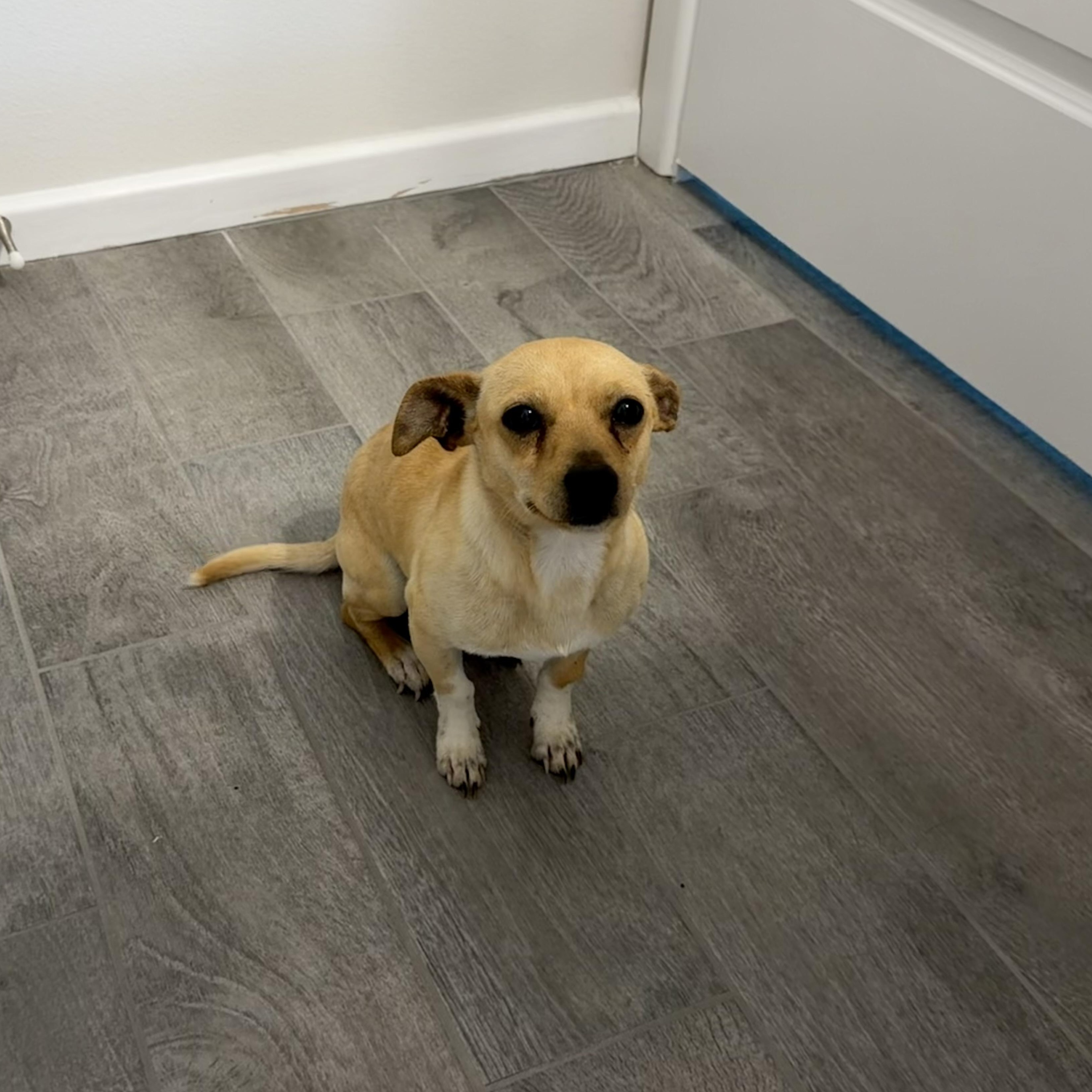 Enlarge Biscuit boy, an adopted mixed breed in Pittsburgh, PA image 1/5