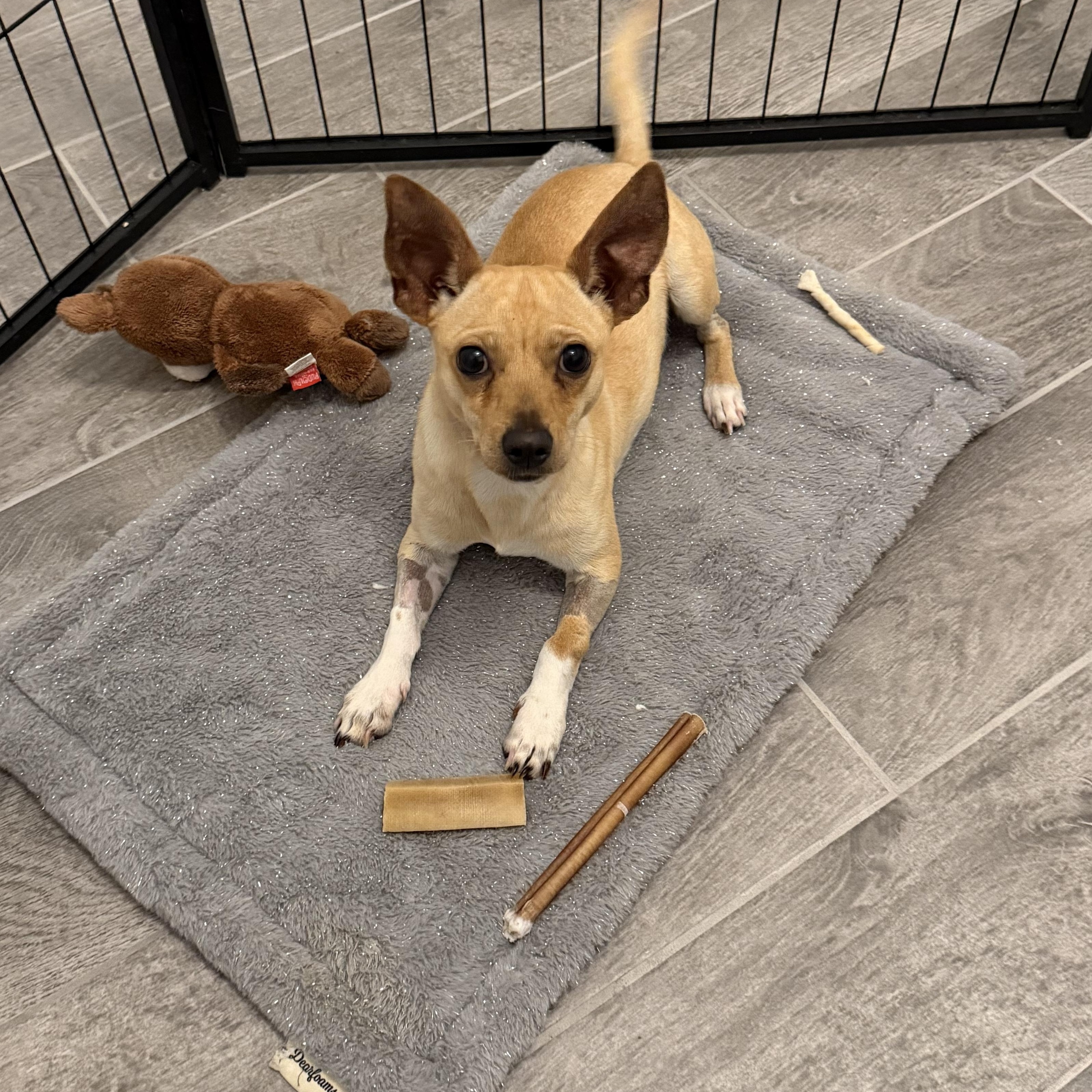 Enlarge Biscuit boy, an adopted mixed breed in Pittsburgh, PA image 5/5