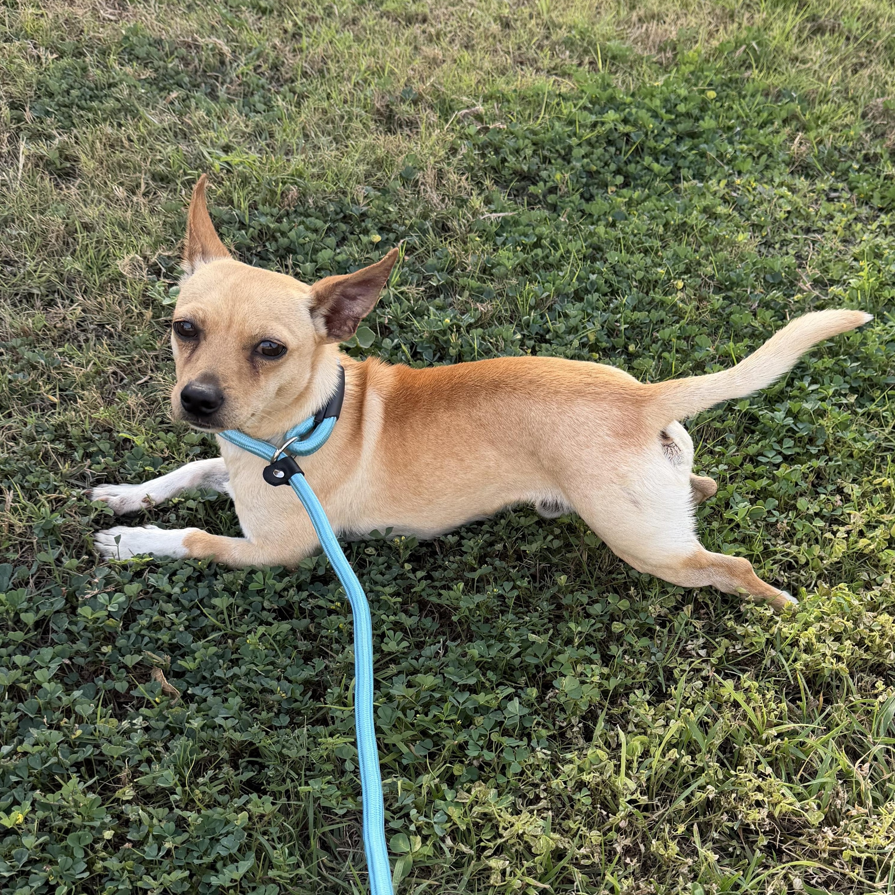 Enlarge Biscuit boy, an adopted mixed breed in Pittsburgh, PA image 3/5