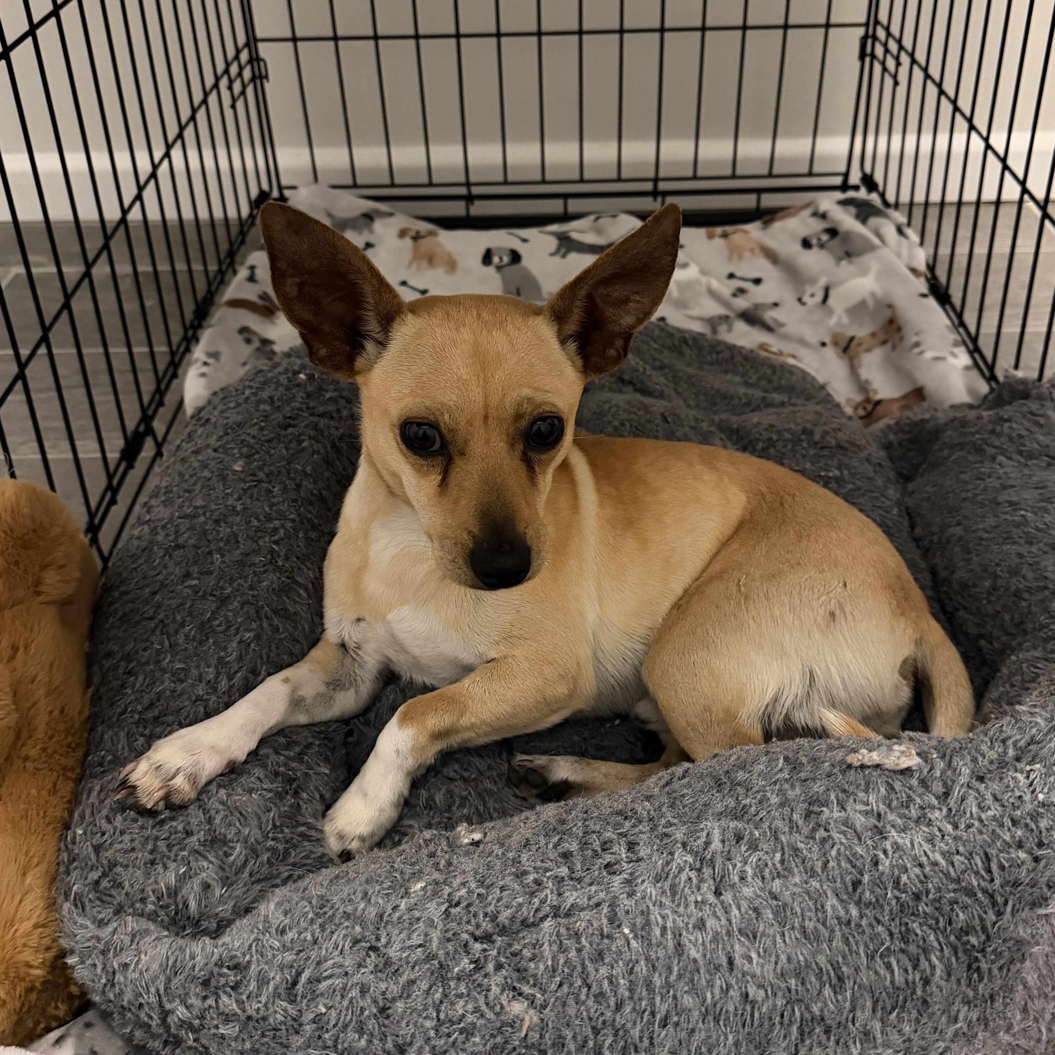 Enlarge Biscuit boy, an adopted mixed breed in Pittsburgh, PA image 4/5