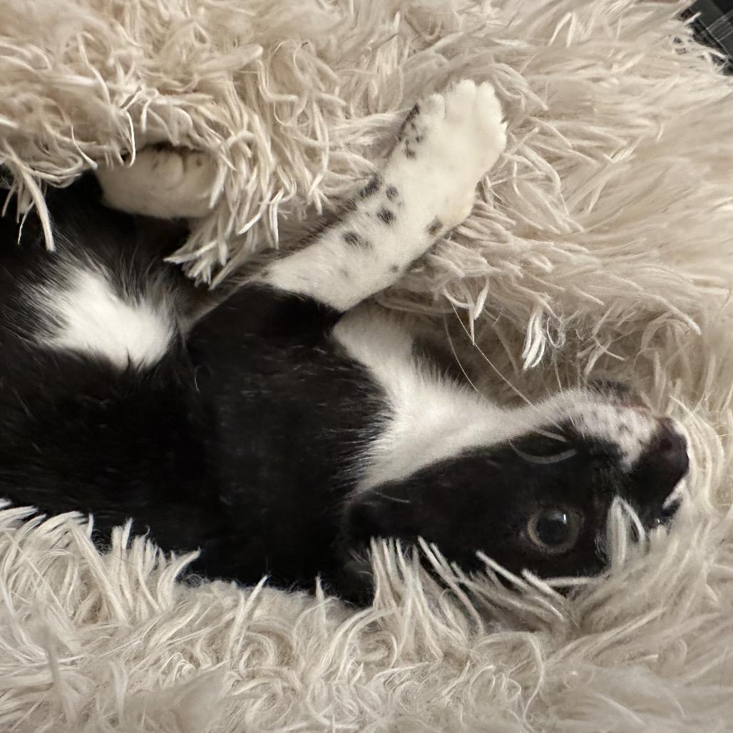 Bug Eich-EE, Adoptable, Kitten Male Domestic Short Hair.