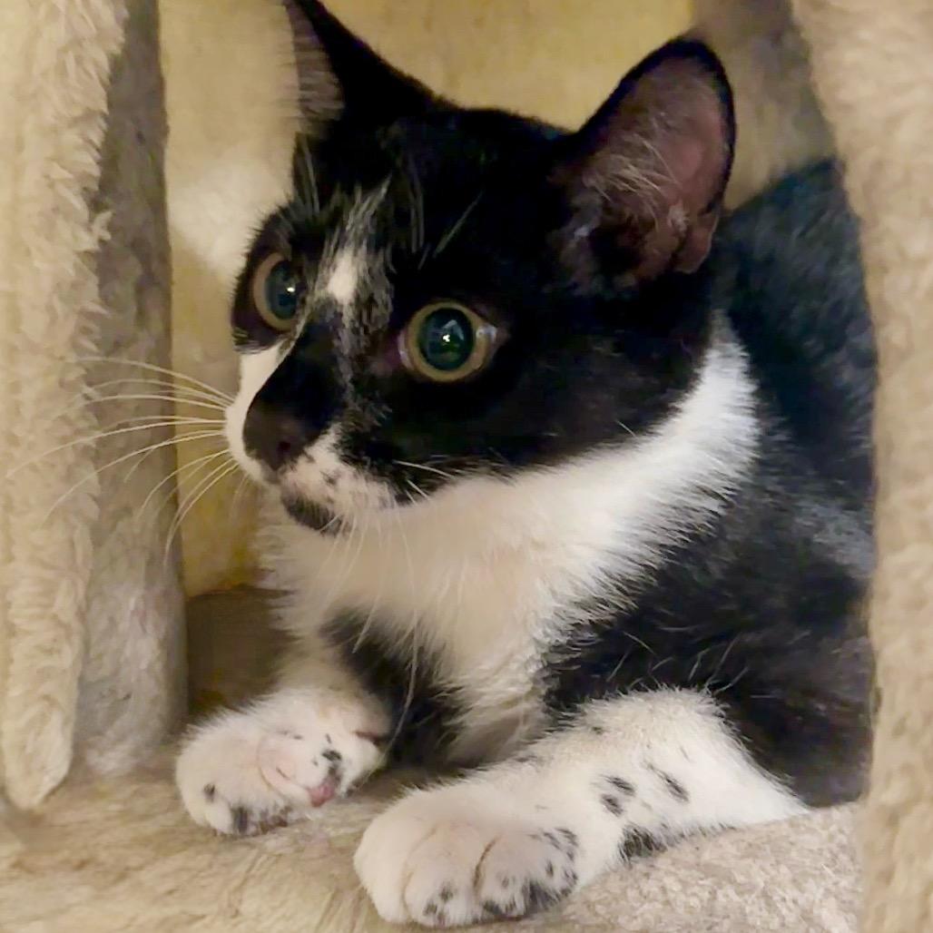 Bug Eich-EE, a Adoptable Domestic Short Hair in Tallahassee, FL image 2/6