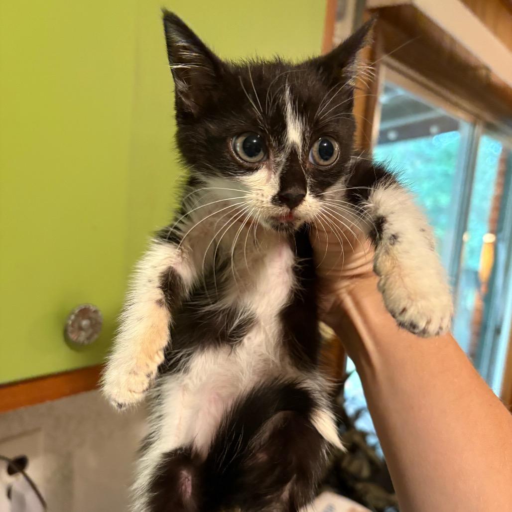 Bug Eich-EE, a Adoptable Domestic Short Hair in Tallahassee, FL image 1/2