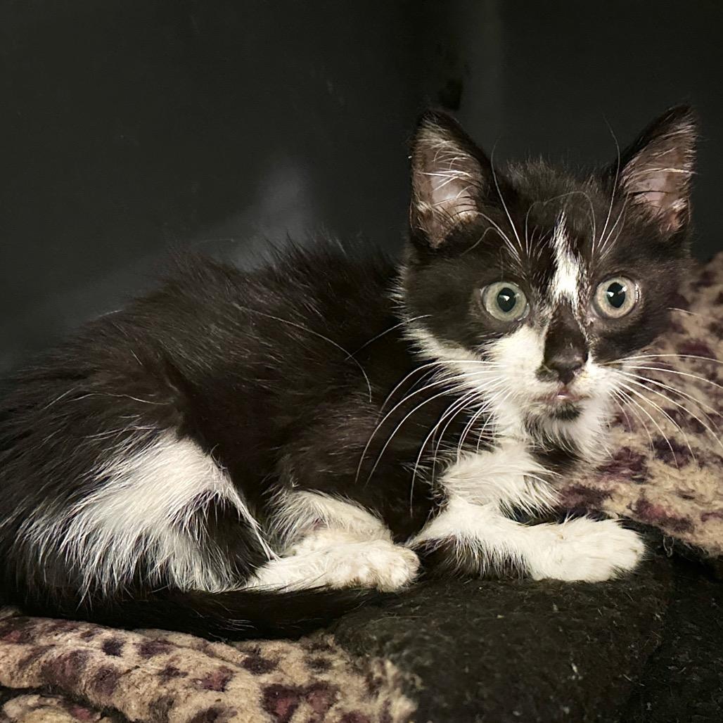 Bug Eich-EE, a Adoptable Domestic Short Hair in Tallahassee, FL image 2/2