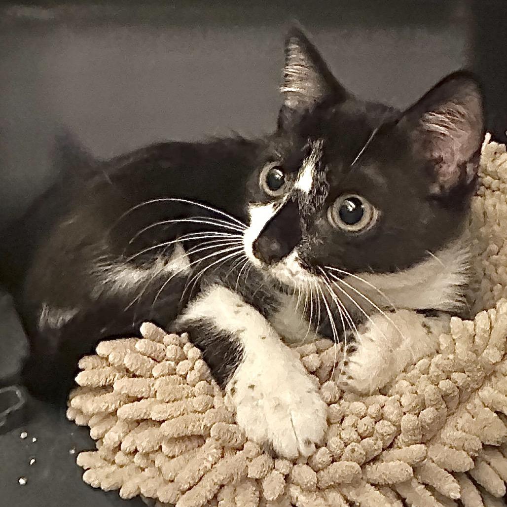 Bug Eich-EE, a Adoptable Domestic Short Hair in Tallahassee, FL image 6/6