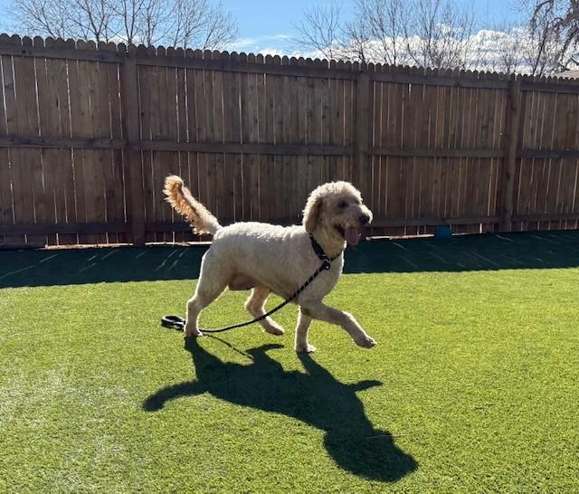 Enlarge Oakley, an adopted Goldendoodle in Golden, CO image 3/3