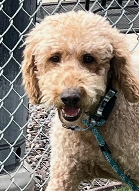 Enlarge Oakley, an adopted Goldendoodle in Golden, CO image 1/3