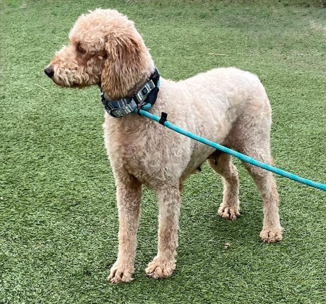 Enlarge Oakley, an adopted Goldendoodle in Golden, CO image 2/3