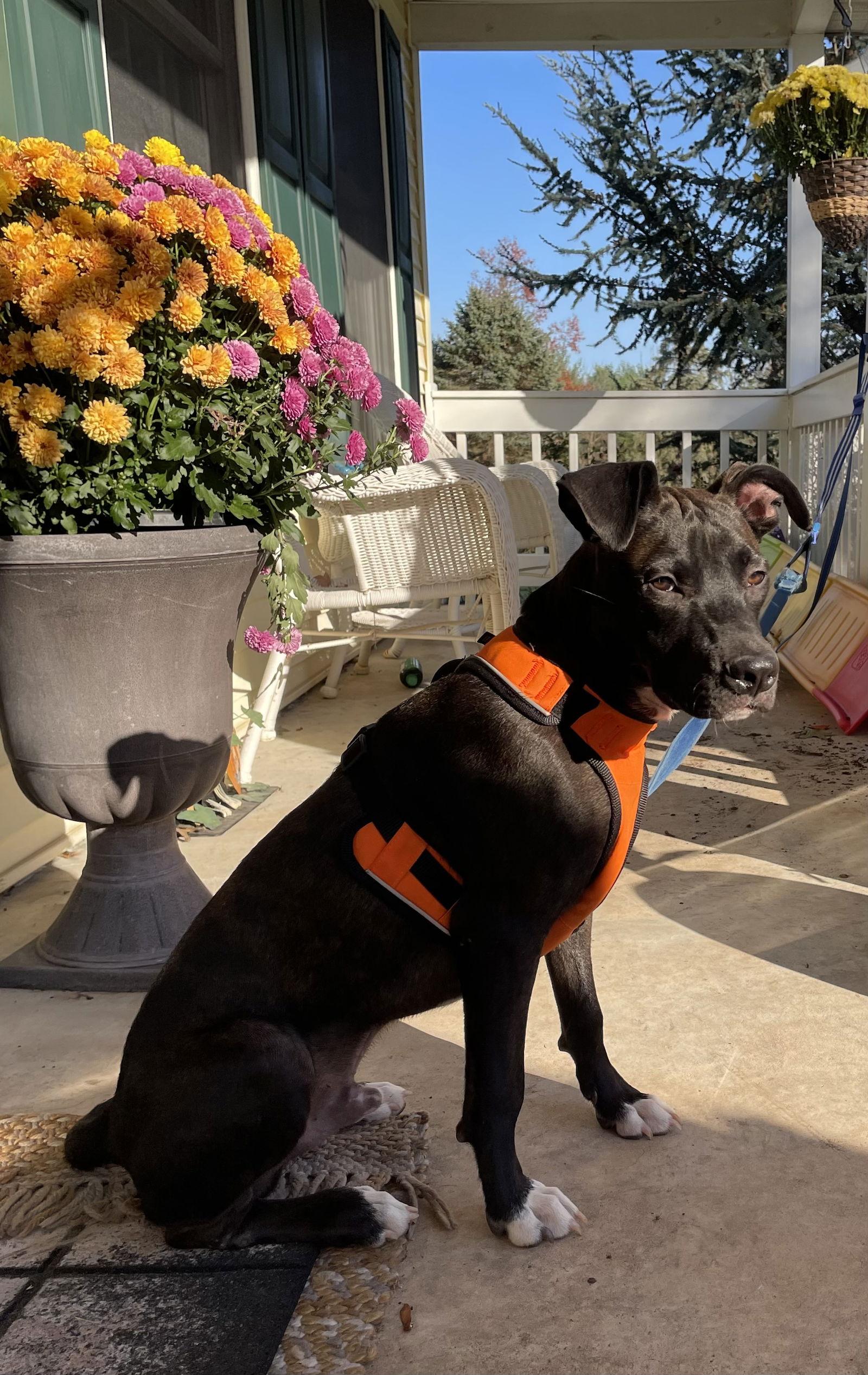 Elton, Adoptable, Young Male American Bulldog.