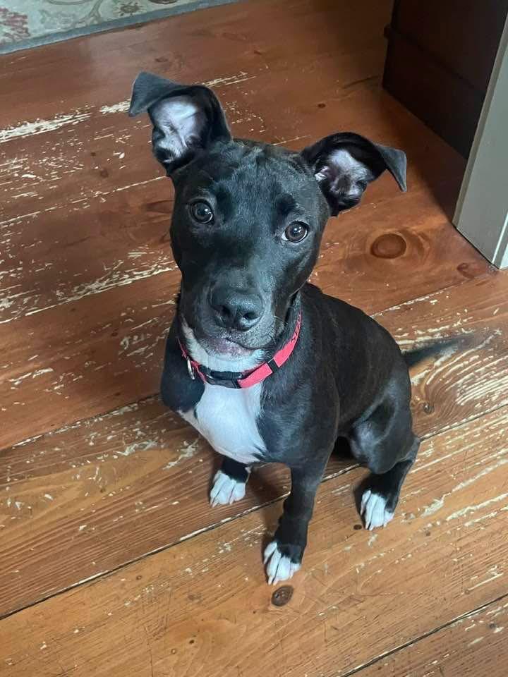 Elton, a Adoptable mixed breed in Tarrytown, GA image 1/3