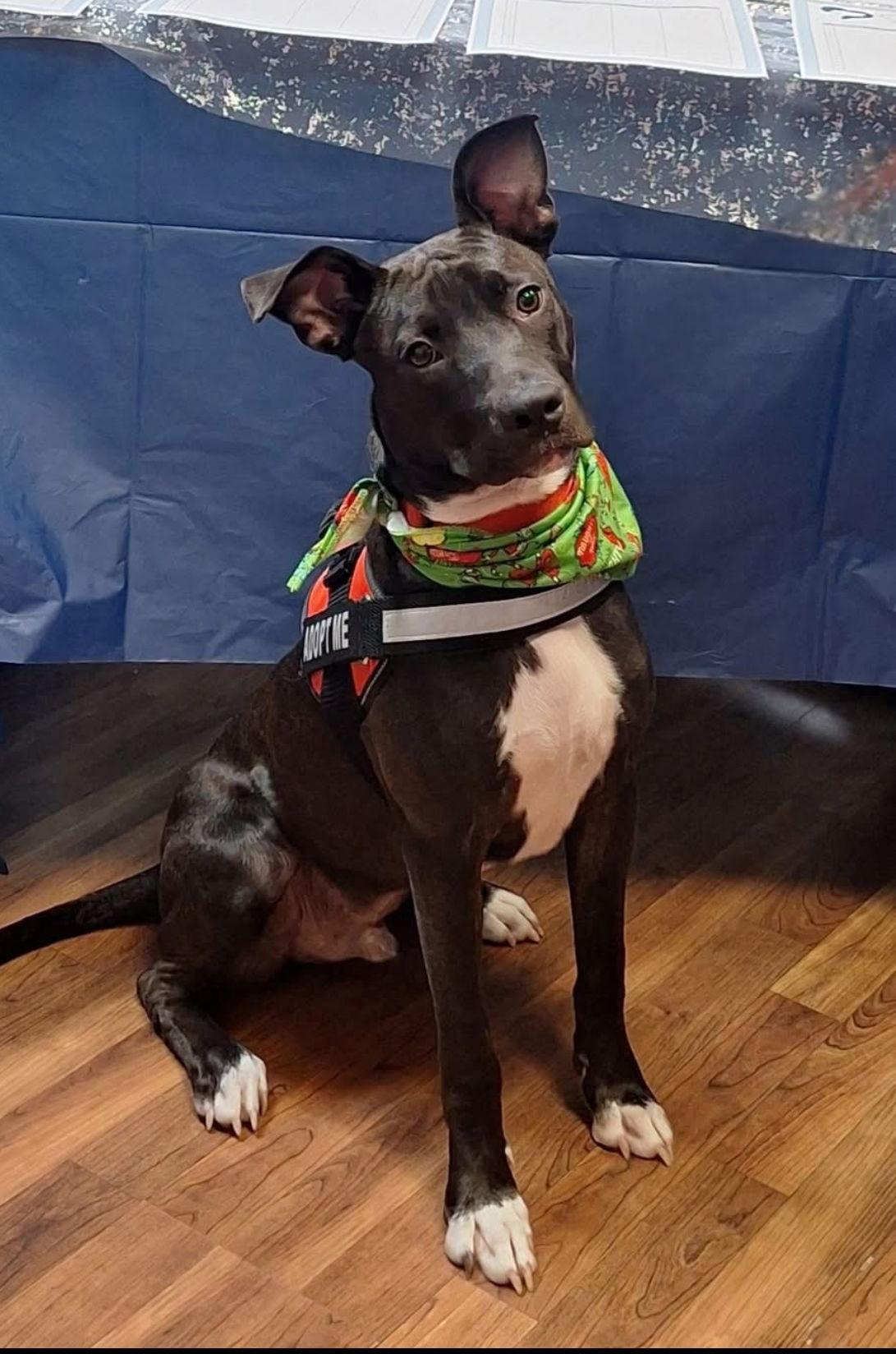 Elton, a Adoptable mixed breed in Tarrytown, GA image 2/3