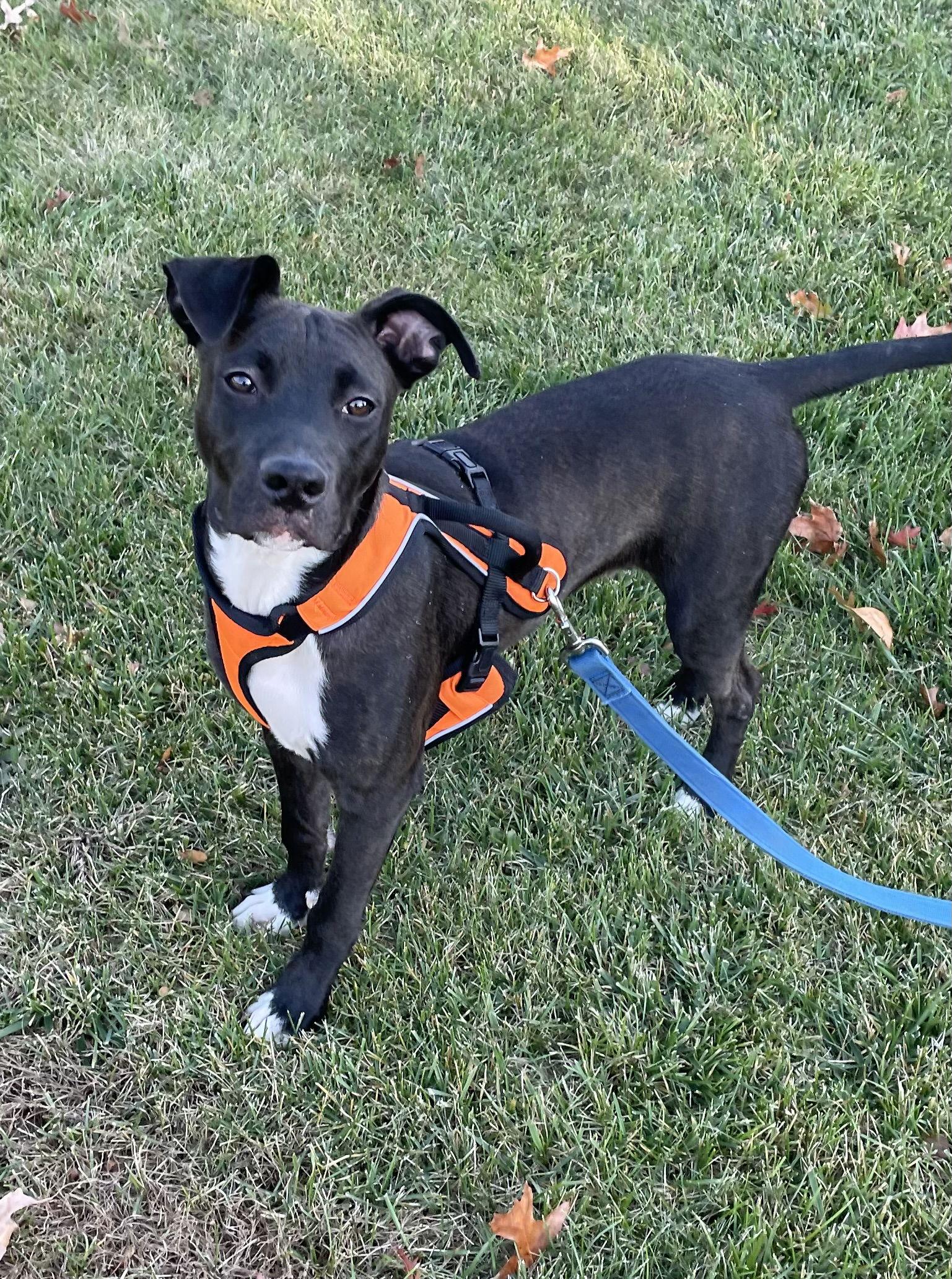 Elton, a Adoptable mixed breed in Tarrytown, GA image 3/3