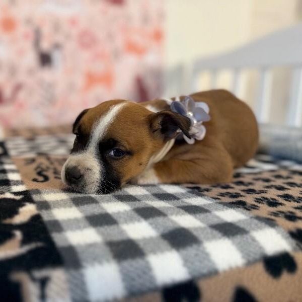 Chenille Moxie Perla — thumbnail 5