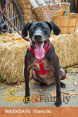 Enlarge Blue, a Adoptable mixed breed in Canoga Park, CA image 7/10