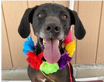 Blue, Adoptable, Adult Male Labrador Retriever & Hound.