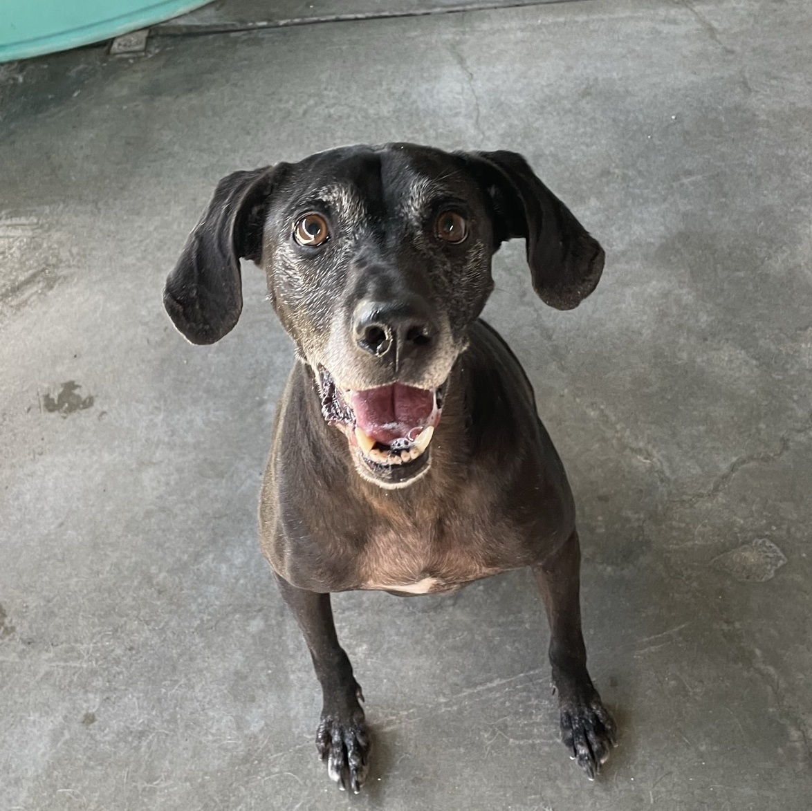 Enlarge Blue, a Adoptable mixed breed in Canoga Park, CA image 8/10