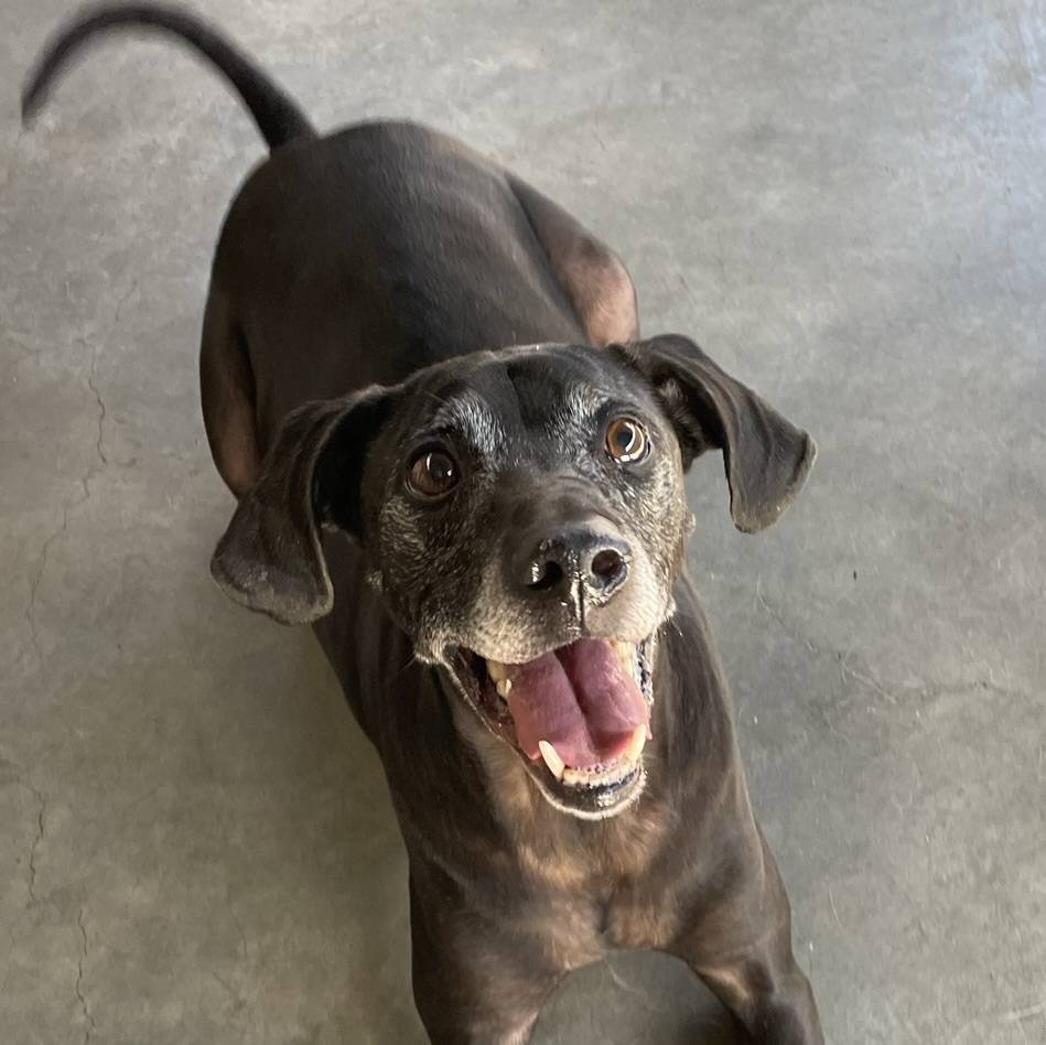 Enlarge Blue, a Adoptable mixed breed in Canoga Park, CA image 9/10