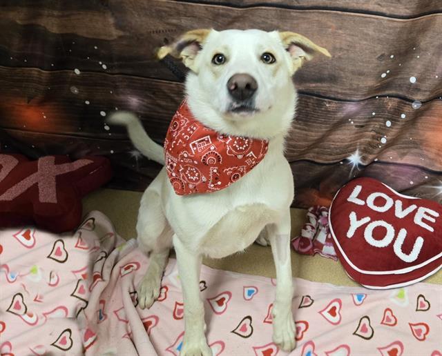 BART, Adoptable, Young Male Labrador Retriever & Mixed Breed.